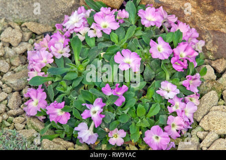 Primula allionii Elizabeth Burrow Stock Photo