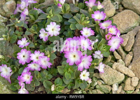 Primula allionii 'Apple Blossom' Stock Photo