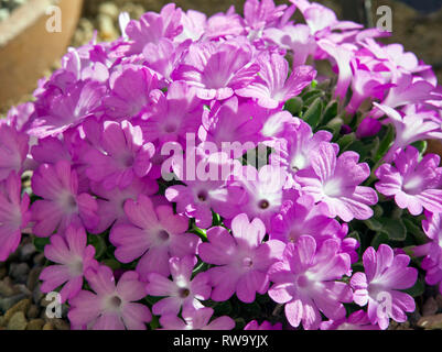 Primula Allionii Chivalry Stock Photo