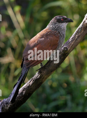 White-Browed Coucal (centropus superciliosus) Stock Photo