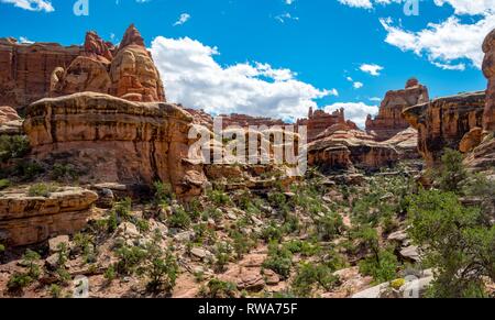 Canyon, rock needles, rock plateau, rock formations, The Needles District, Canyonlands National Park, Utah, USA Stock Photo