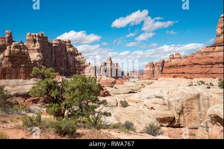 Canyon, rock needles, rock plateau, rock formations, The Needles District, Canyonlands National Park, Utah, USA Stock Photo