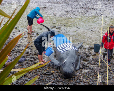 Stranded pilot whale beached at the northern tip of New Zealand's South Island, Near Blenheim, being cared for by marine conservation volunteers Stock Photo