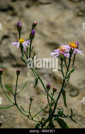 Sea aster flowers (Aster tripolium). This perennial halophytic (salt tolerant) plant is common in saltmarshes and coastal areas Photographed in Evros, Stock Photo