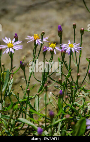 Sea aster flowers (Aster tripolium). This perennial halophytic (salt tolerant) plant is common in saltmarshes and coastal areas Photographed in Evros, Stock Photo