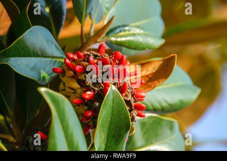 closeup of a flower with orange and red seeds Stock Photo