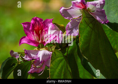 Orchid tree blossom (Bauhinia variegata). Stock Photo