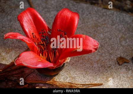 Close up of the red flower of the Delonix regia tree (AKA royal poinciana, flamboyant or flame tree) Stock Photo