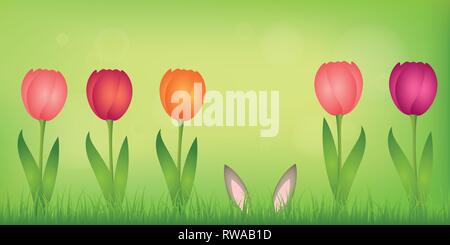 hare ears hide in the lawn between colorful tulips on green spring background vector illustration EPS10 Stock Vector