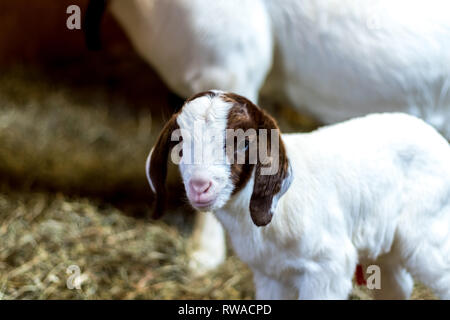 Spotted Boer Goat kid with Lop Ears in a barn Stock Photo