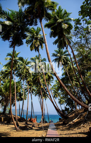 Coconut Palm trees line the path towards one of the beaches on Ross Island. Stock Photo