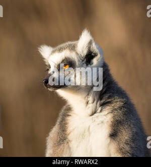 Portrait close up of isolated ring tailed lemur (Lemur catta) in captivity enjoying winter UK sunshine at West Midlands Safari Park, looking sleepy. Stock Photo