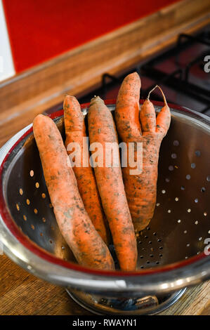 Freshly pulled carrots some in unusual shapes with earth and mud being washed in kitchen sink in a colander Stock Photo