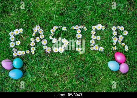 common Daisy Bellis perennis flowers in easter text form shape with easter eggs Stock Photo