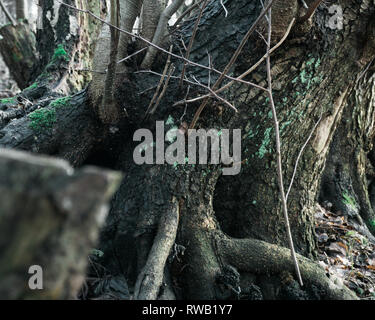 Old Tree in Forest Stock Photo