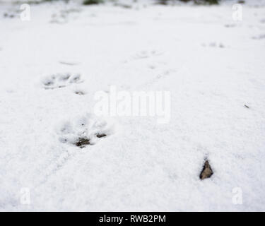 Dog Footprints in Snow Stock Photo