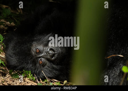 Mountain gorilla resting, Gorilla beringei beringei, Mgahinga Gorilla National Park, Uganda Stock Photo