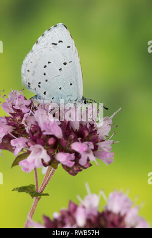 Faulbaum-Bläuling, Faulbaumbläuling, Blütenbesuch an Wilder Dost, Bläuling, Celastrina argiolus, Celestrina argiolus, Cyaniris argiolus, Lycaena argio Stock Photo