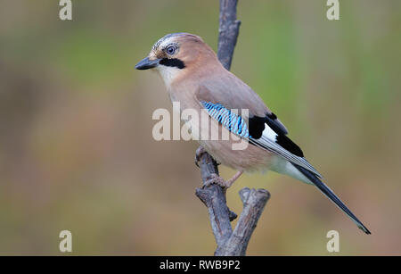 Eurasian jay posing on a willow branch Stock Photo