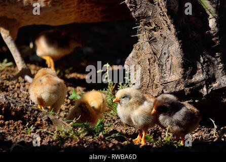 Group of little chicks sunbathing in foreground and near the mommy hen Stock Photo