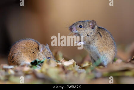 Striped field mice pair nice posing in leaf litter