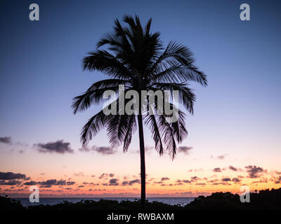 Palm Tree at Sunset, Eleuthera, The Bahamas, The Caribbean. Stock Photo