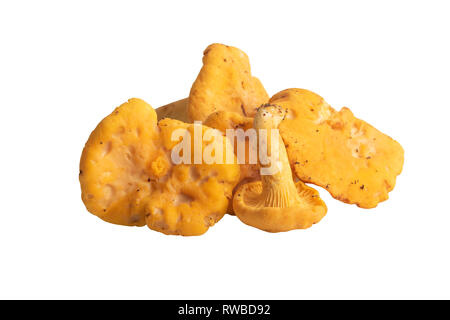 pile of mushrooms chanterelle isolated on white Stock Photo