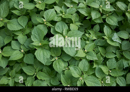 Galinsoga quadriradiata plants close up