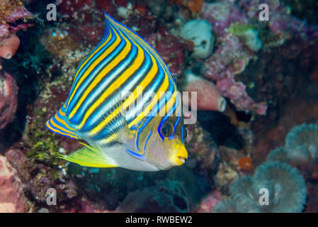 Regal angelfish [Pomacanthus diacanthus].  North Sulawesi, Indonesia. Stock Photo