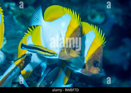 Pyramid butterflyfish [Hemitaurichthys polylepis} with a cleaner wrasse.  North Sulawesi, Indonesia. Stock Photo