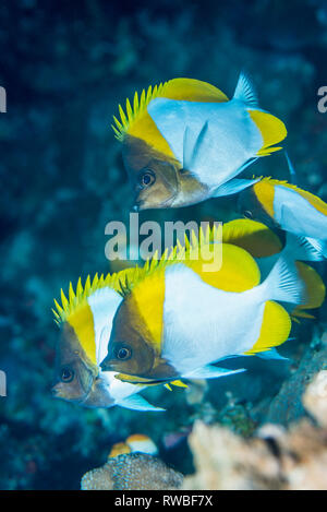 Pyramid butterflyfish [Hemitaurichthys polylepis}.  North Sulawesi, Indonesia. Stock Photo