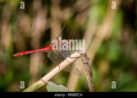 Ruddy darter dragonfly Stock Photo