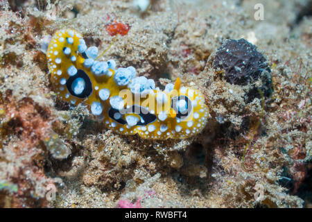 Nudibranch - Phyllidia ocellata.  North Sulawesi, Indonesia. Stock Photo