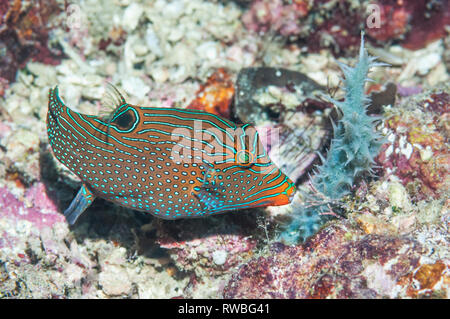 Netted or Papuan toby [Canthigaster papua].  West Papua, Indonesia.