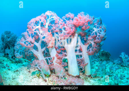 Soft coral [Dendronephthys sp.] growing on sea bed.  West Papua, Indonesia. Stock Photo