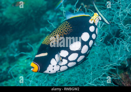 Clown triggerfish [Balistoides conspicillum].  West Papua, Indonesia. Stock Photo