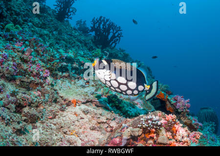 Clown triggerfish [Balistoides conspicillum].  West Papua, Indonesia. Stock Photo