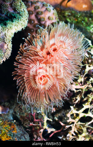 Magnificent tube worm (Protula magnifica).  Serpulid.  Constructs calcareous tube of up to a foot in length and a centimeter in diameter.  One of the  Stock Photo