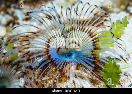 Fan worm [Sabella sp.].  Puerta Galera, Philippines. Stock Photo