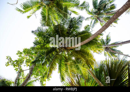 Coconut Palm trees as seen from below Stock Photo