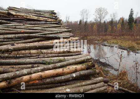Stacked forest clearance tree trunks in rural forest, Latvia Stock Photo