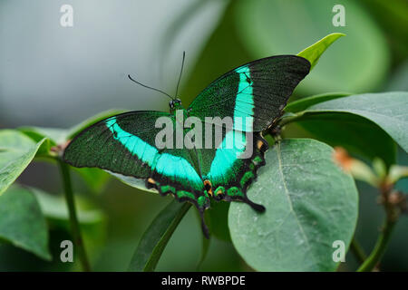 Montreal, Canada.February 27 2019.Emerald Swallowtail butterfly at the Montreal Botanical Garden.Credit:Mario Beauregard/Alamy Live News Stock Photo