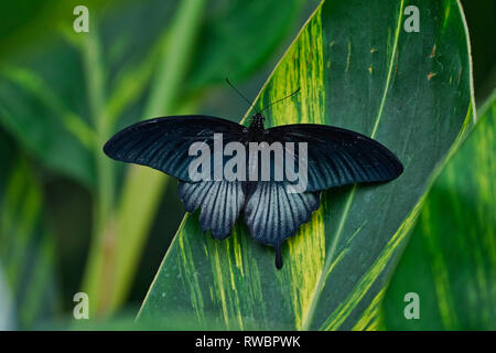 Montreal, Canada.February 27 2019.Great Mormon butterfly at the Montreal Botanical Garden.Credit:Mario Beauregard/Alamy Live News Stock Photo