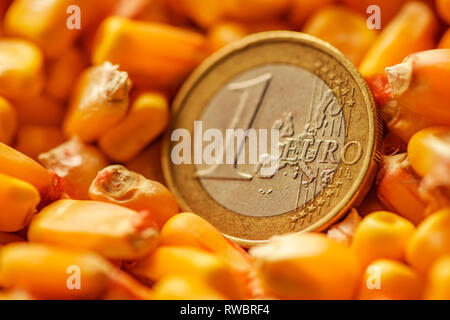 One Euro coin in harvested corn kernels heap, conceptual image for maize commodity trade, close up. Stock Photo