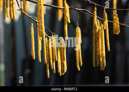Hazel catkins on the dark background. Golden catkins closeup at the daylight. Stock Photo