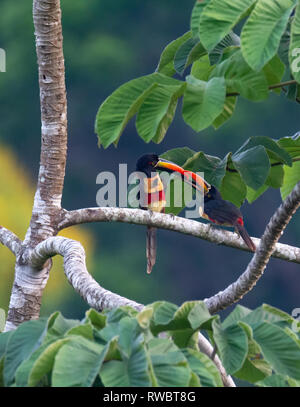 Pair of kissing Fiery-Billed Aracari have interlocked bills while sitting on a branch Stock Photo