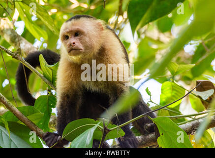 White-Faced Capuchin sitting in leafy canopy Stock Photo