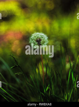 Beautiful lonely dandelion with blowball on light green background. Summer nature at Dnipropetrovsk district, Ukraine. A fluffy blowball on grass vege Stock Photo