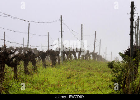 Rows of grape vines sit dormant in a heavy fog in Katzrin's Golan Heights Winery vineyard in Israel. Stock Photo