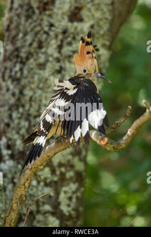 Hoopoe, Latin name Upupa epops, perched on a branch with crest raised and wing spread open while preening Stock Photo